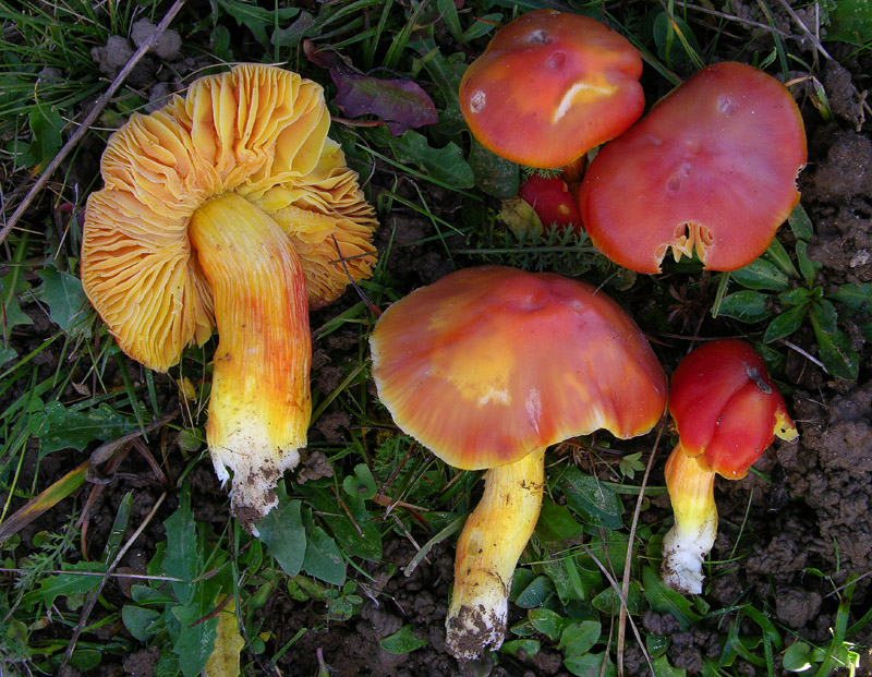 Malga Brigolina parte 1.Hygrocybe punicea.